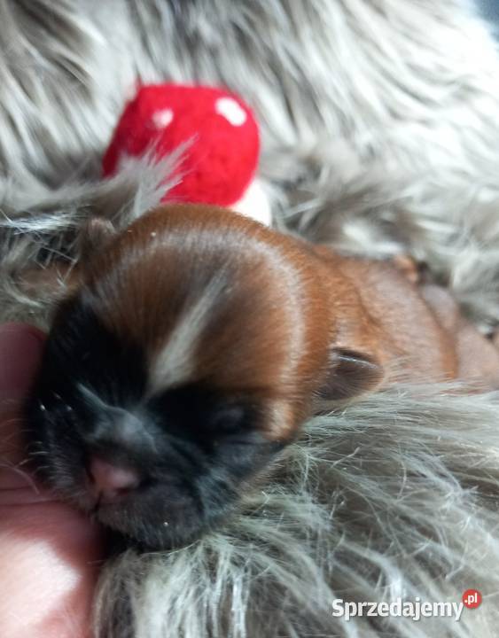 ShihTzu suczka odbiór w grudniu Strzelce Opolskie