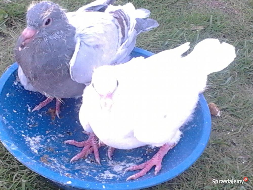 młode gołębie pocztowe wielkopolskie Czarnków