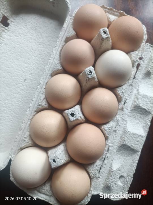 Sprzedam świeże jajka z własnego gospodarstwa Jędrzejów