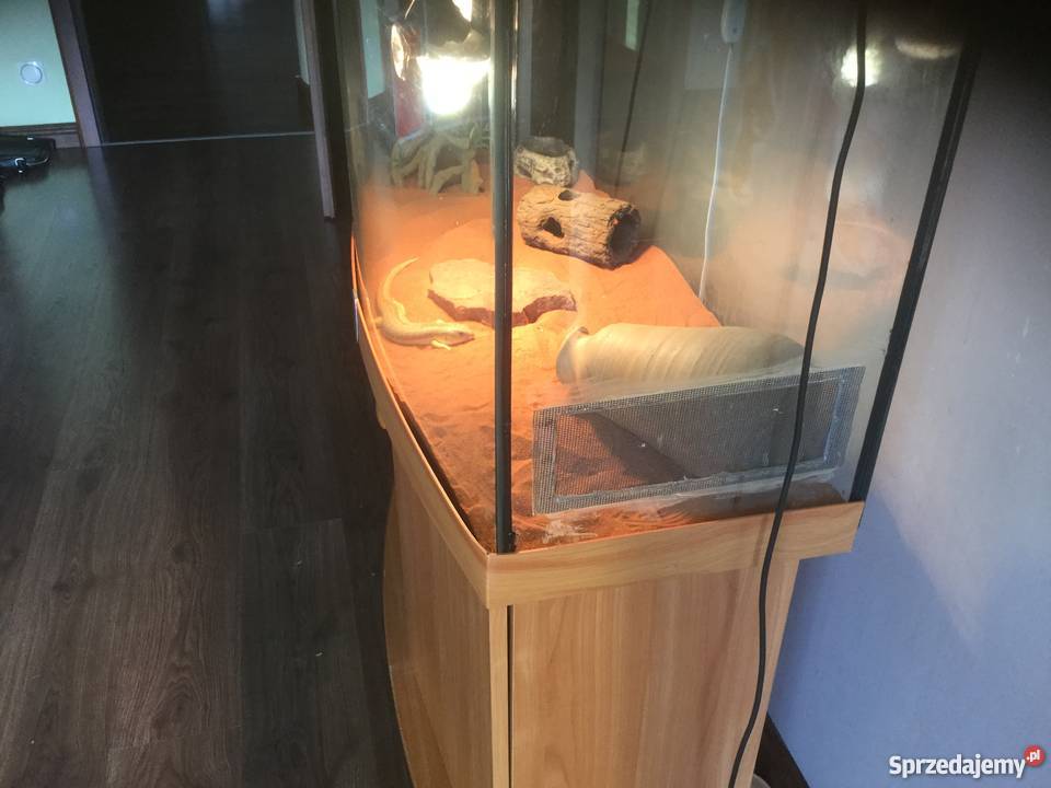 Scynk berberyjski z terrarium Sulechów