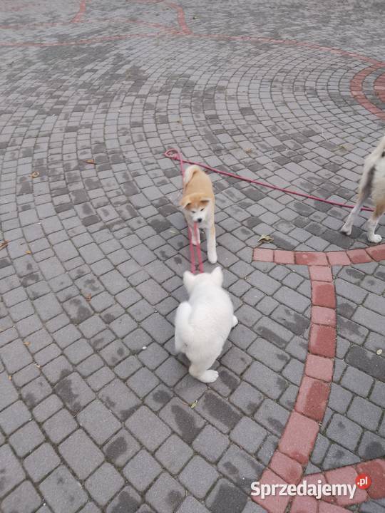 Szczenięta rasy Akita Inu opolskie Namysłów