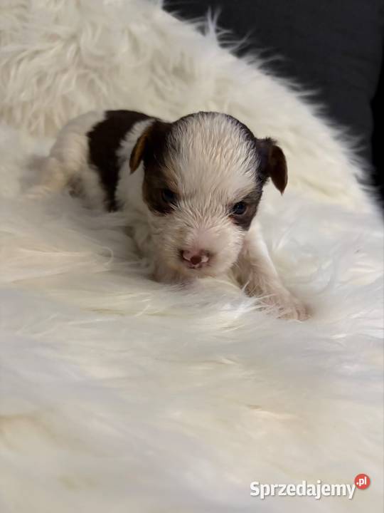 Do Rezerwacji Mia Yorkshire Terier Brio wielkopolskie Konin