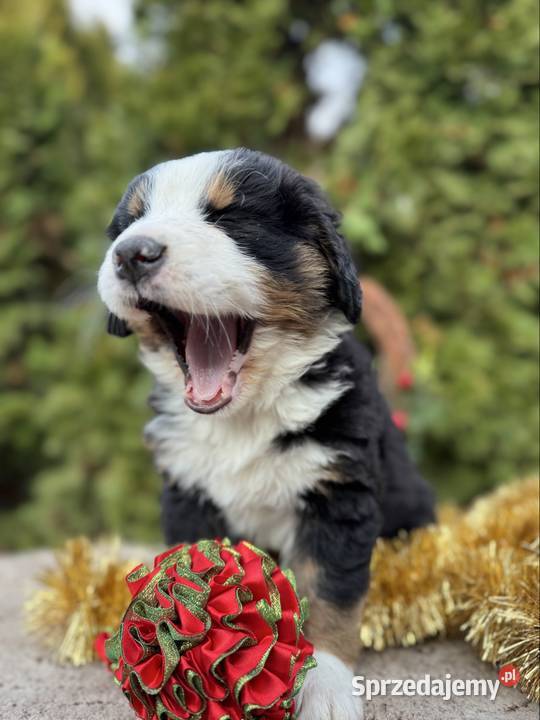 Śliczna sunia piesek Berneński pies pasterski z