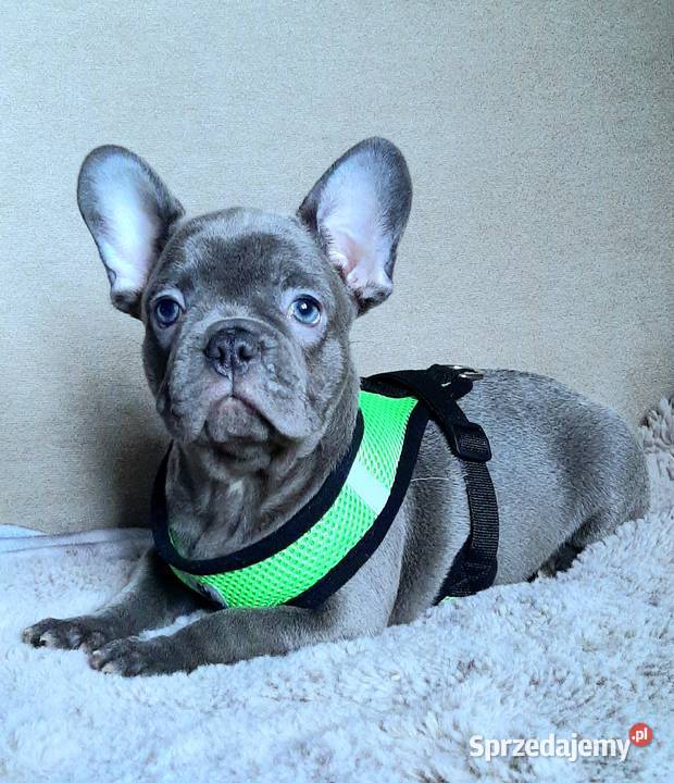 Buldog francuski sunia mega blue łódzkie sprzedam