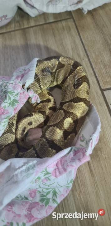 Pyton królewski samce podlaskie Dorożki