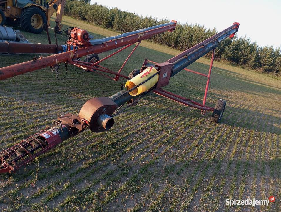 Żmijka do zboża wielkopolskie Buk