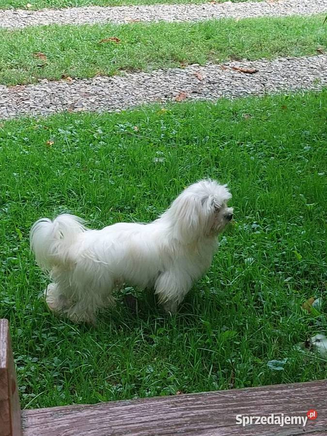 maltańczyk piesek 12 miesięcy Łużna