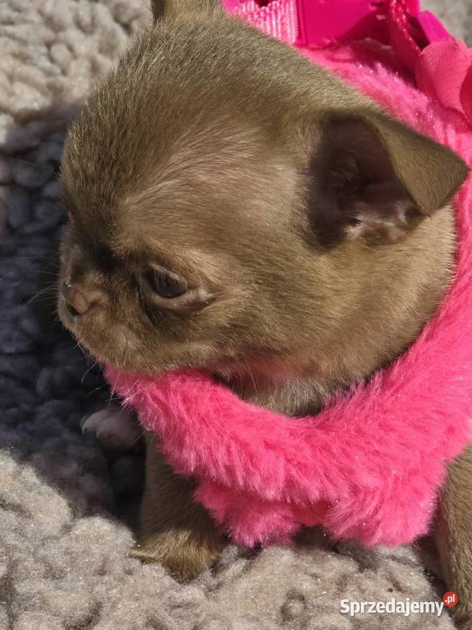 Chihuahua Czekoladowy XXS śląskie Bielsko-Biała sprzedam