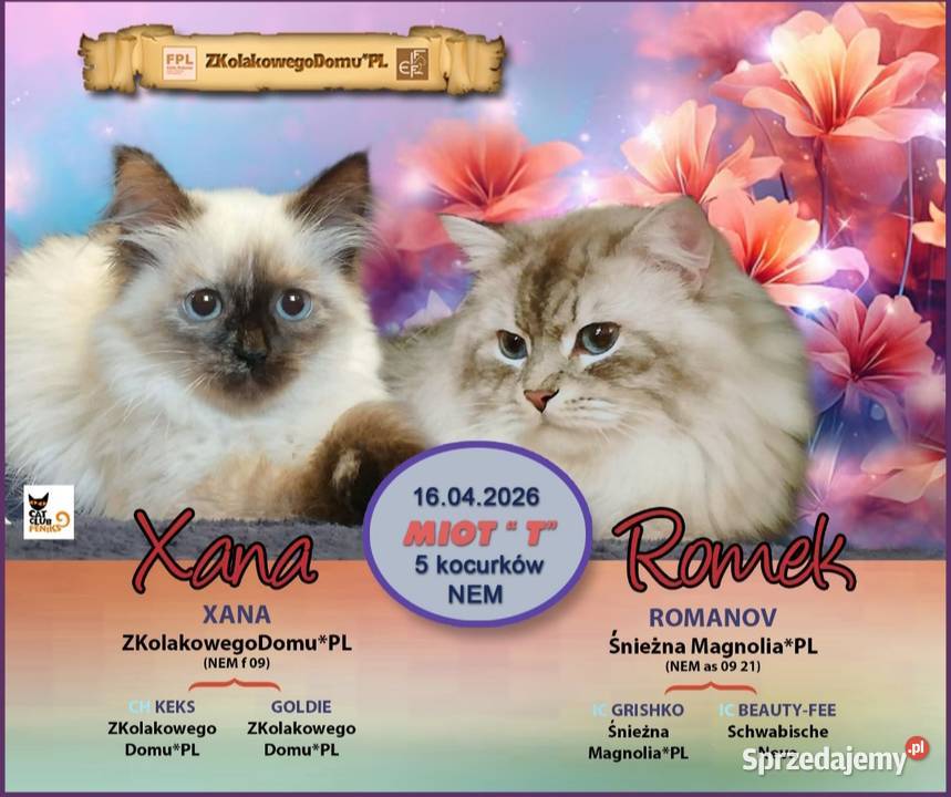 Koty Syberyjskie Neva Masquerade TOPAZ