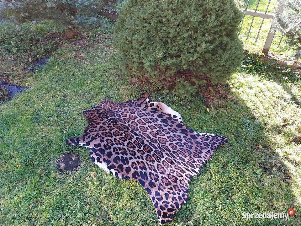 Skóra z Lamparta Dywan Zwierzęcy Naturalna Skóra Szaflary