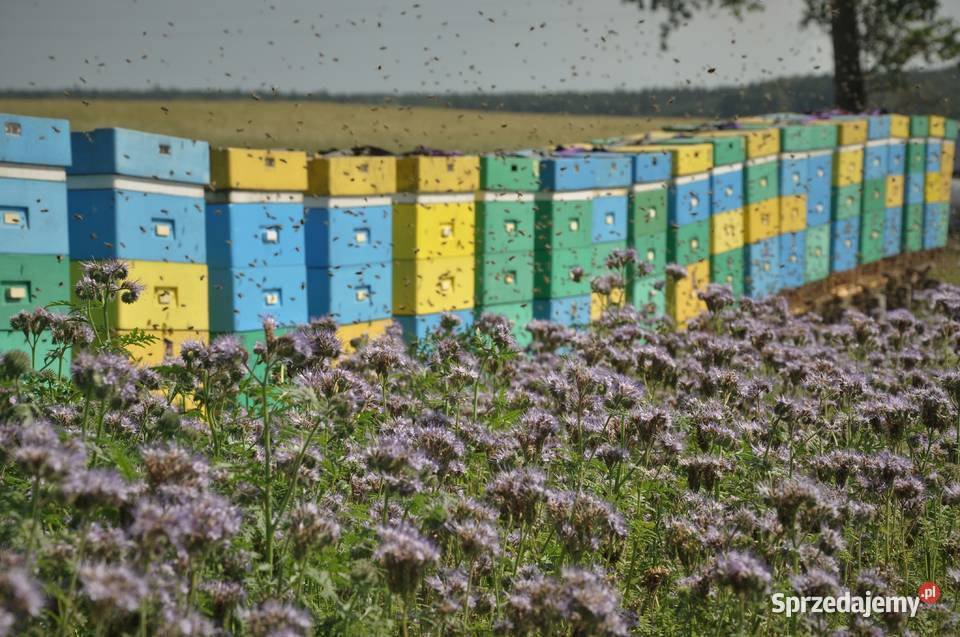 Miód lipowy z sezonu 2021 Ostrzeszów