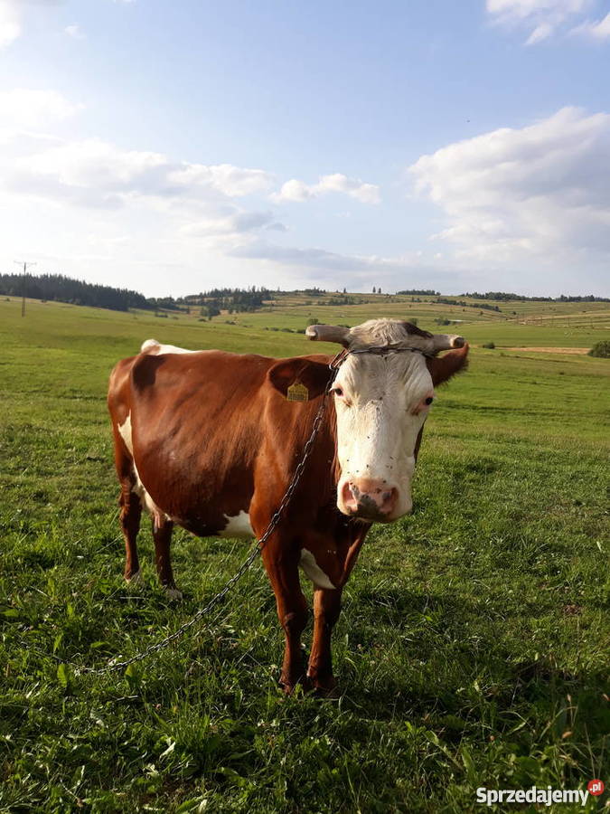 Krowa cielna Nowy Targ