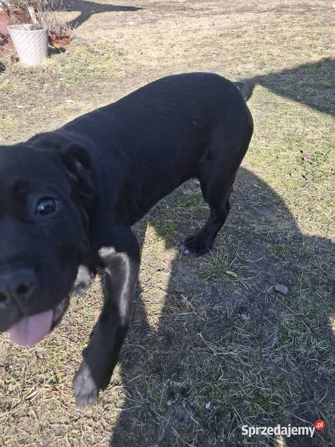 Szczeniaki Cane Corso Cane Corso