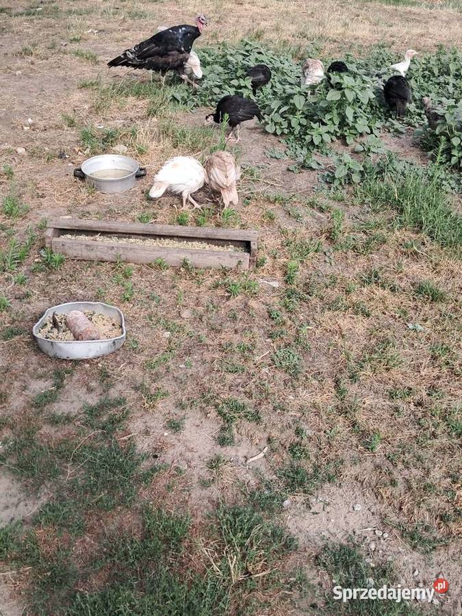 Indyki młode Bodzanowice sprzedam