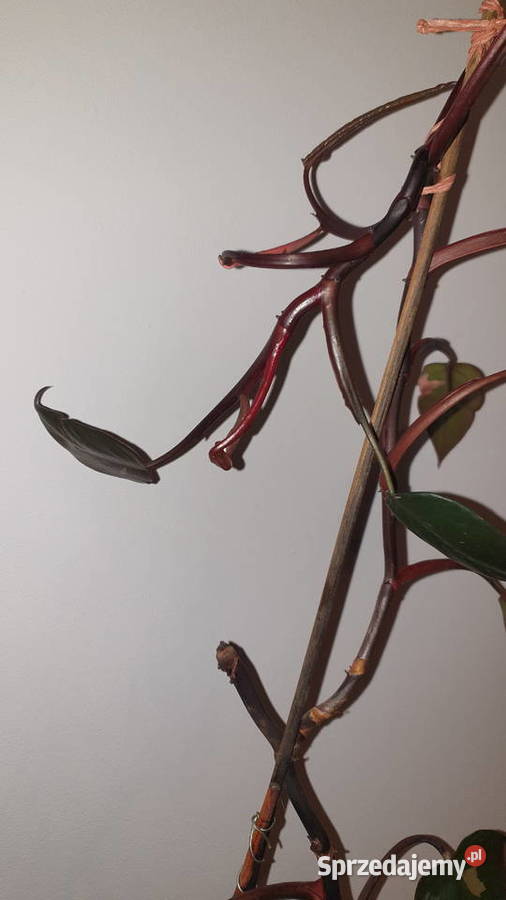 Philodendron White Princess Filodendron Pink Zielone Warszawa