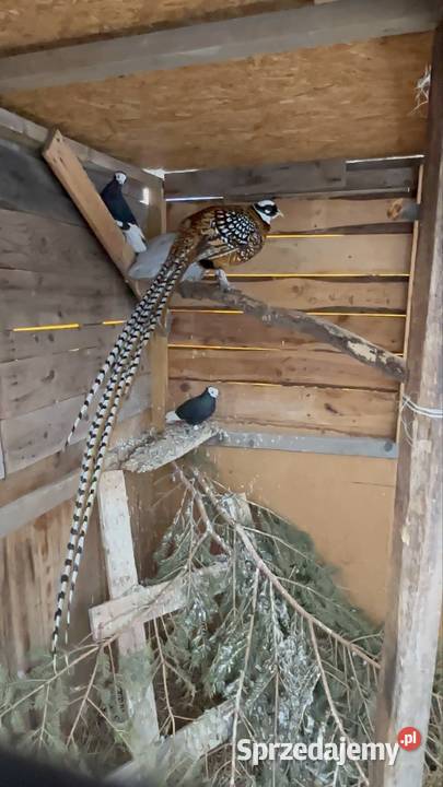 Bażant królewski samiec dolnośląskie Strzegom