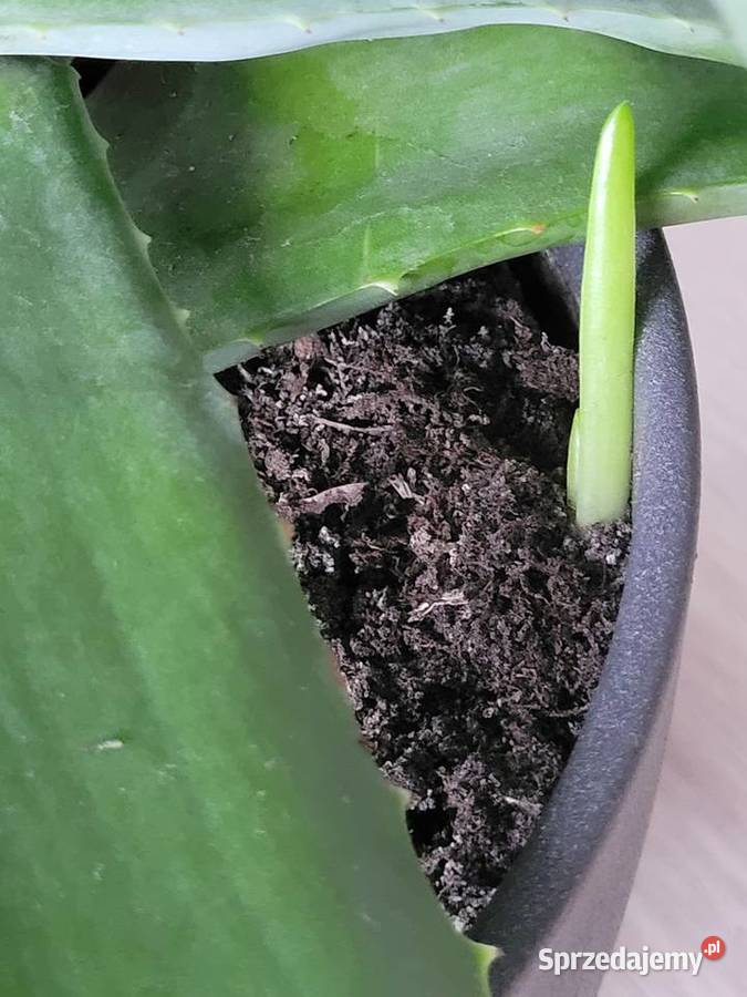 Aloes 100 rozpiętości i wysokości z doniczką wielkopolskie Poznań sprzedam