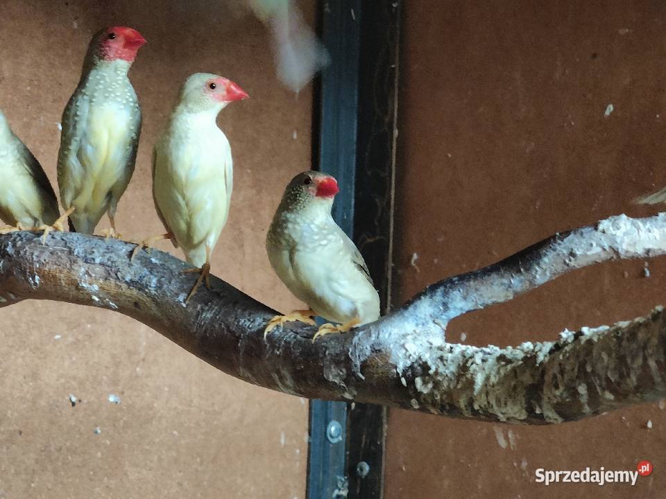 Trzciniaki Astryld Trzcinowy Tarnów