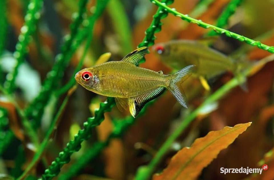 Bystrzyk pięknopłetwy Hyphessobrycon Ryby Gdańsk sprzedam