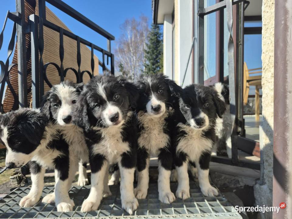 Border Collie Border Family