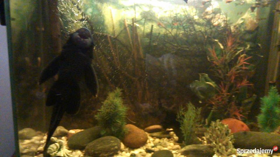 Glonojady olbrzymie kujawsko-pomorskie Brodnica