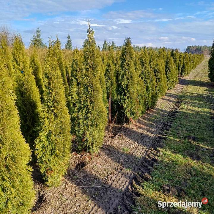 Tuja Szmaragd Thuja occidentalis Smaragd 140160 Grójec