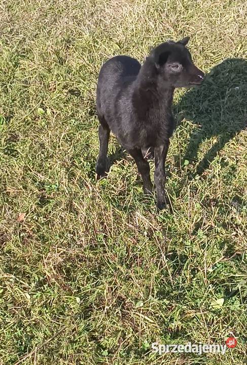 Owce kameruńskie Brzeźnica
