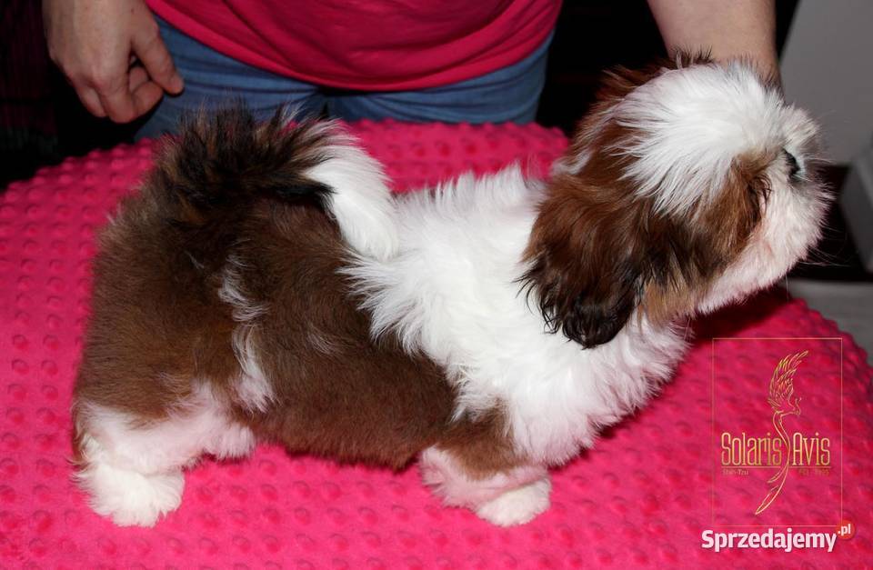 Shih Tzu suczka Szczeniaczek małopolskie Kościelisko