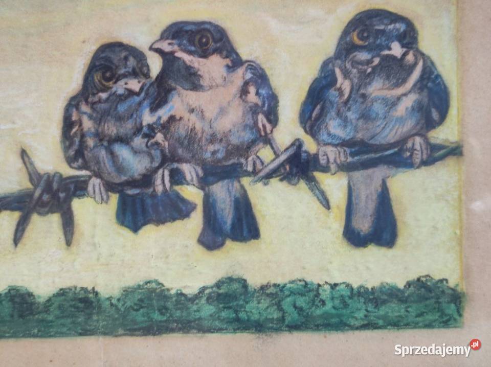 rysunek grafika obraz akwarela ramka ptaszki Kielce