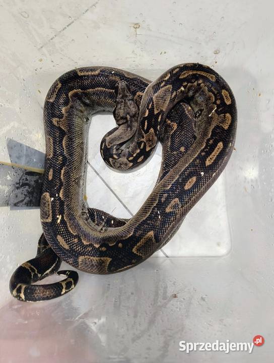 Dorosła samica boa Chrzanów