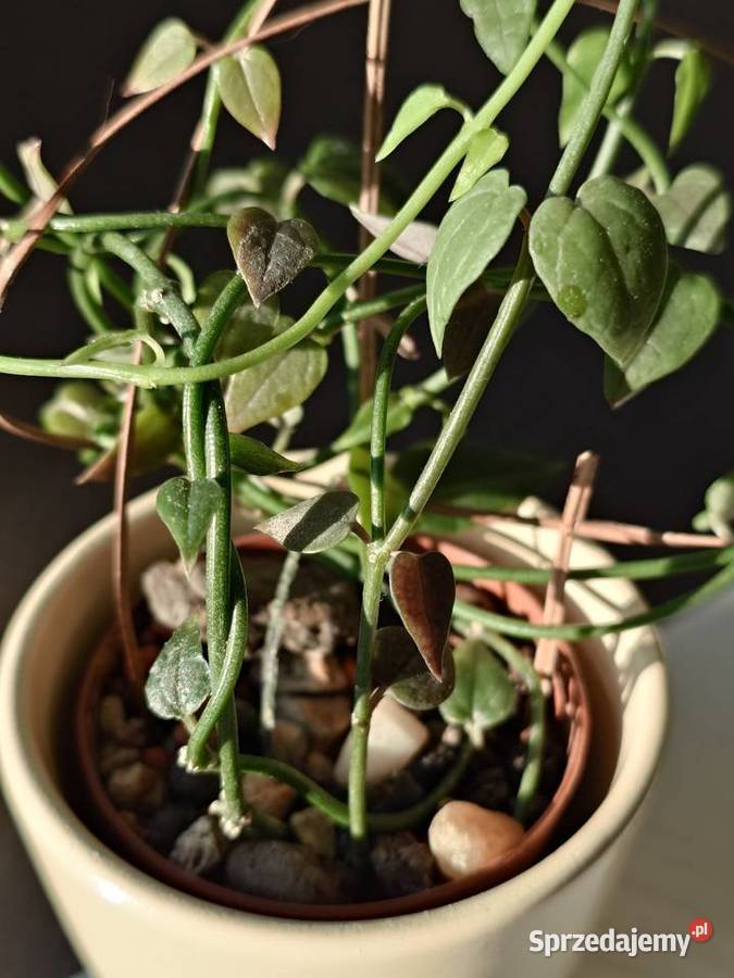 Ceropegia sukulent toinowate roślina w osłonce Kaktusy i sukulenty Warszawa