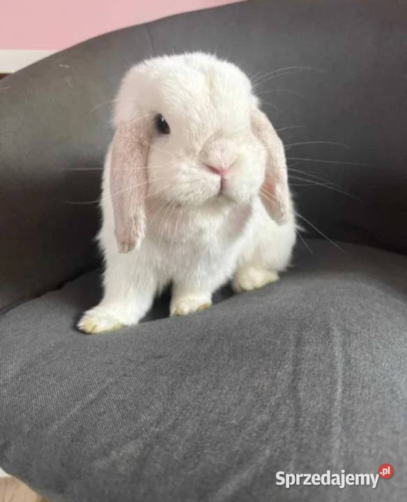 Mini lop wykastrowany legalna hodowla Gryzonie Turek