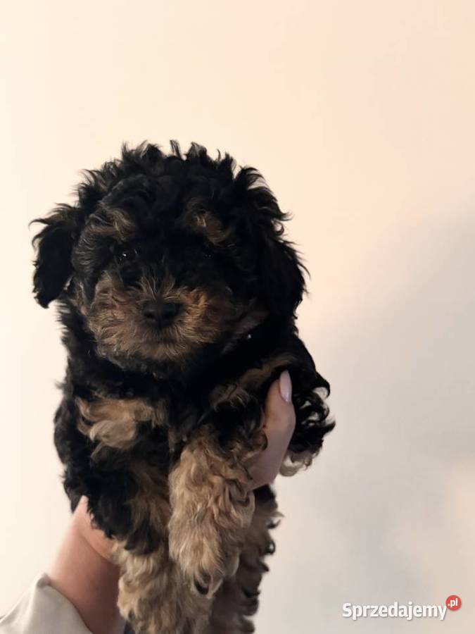 Prawdziwy mały pudel toy kolor phantom Jedyny Pozostałe Kędzierzyn-Koźle sprzedam