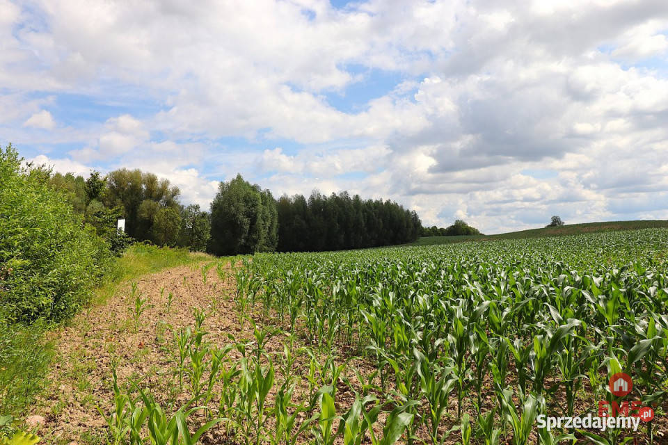 Grunt Rożyńsk Wielki 981 metrów sprzedam