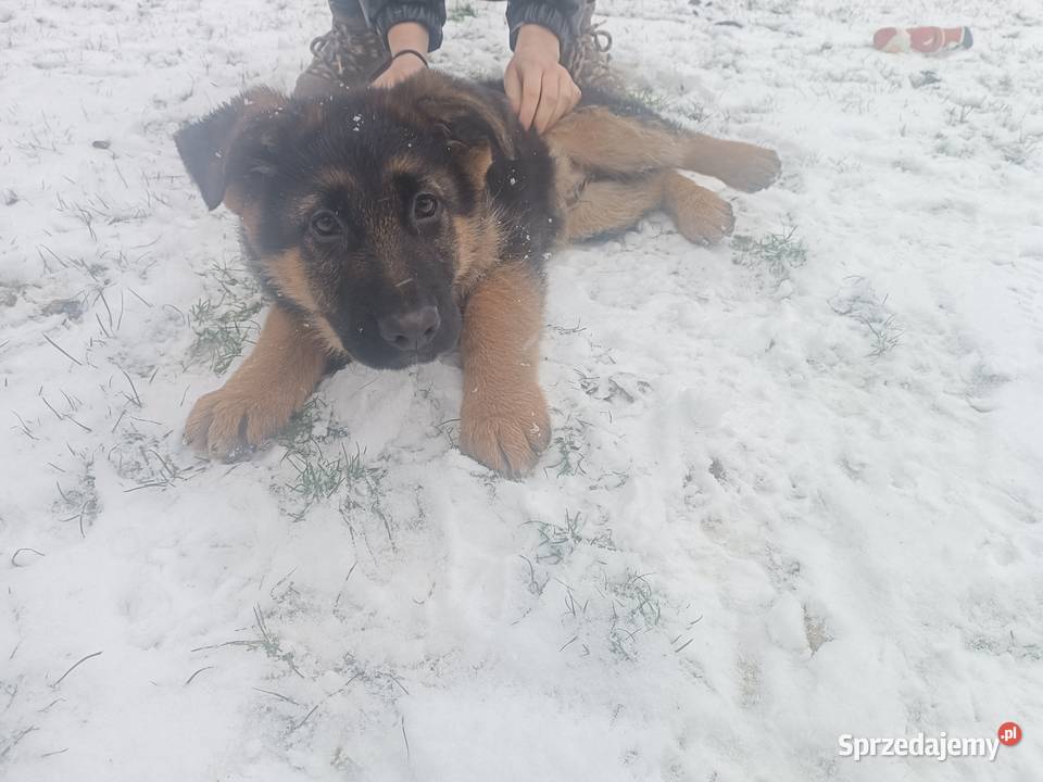 Owczarek niemiecki długowłosy śląskie