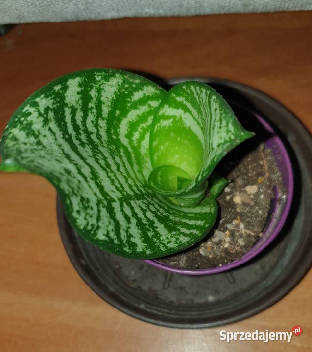 Sansewieria sansa roślina rosnąca