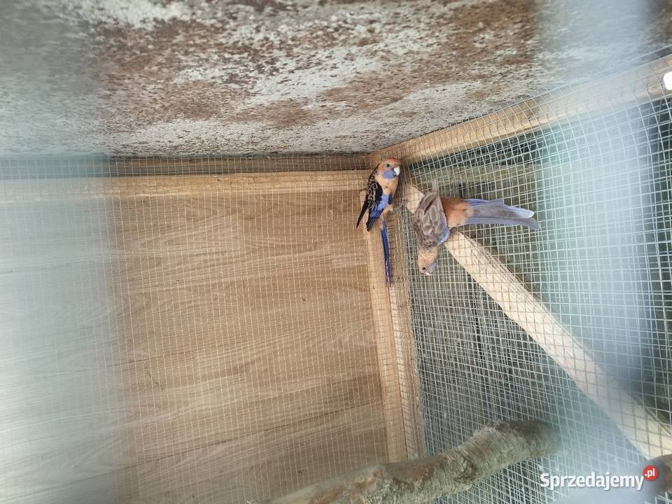 Rozelle Białolice Królewskie aleksandretty łódzkie Szczerców sprzedam