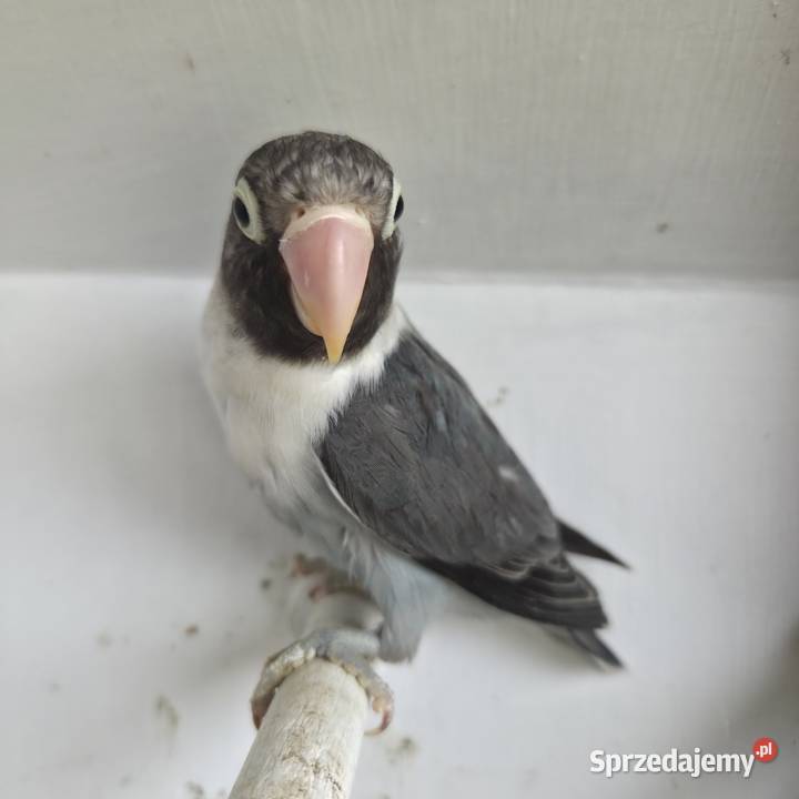 Nierozłączki Czarnogłowe