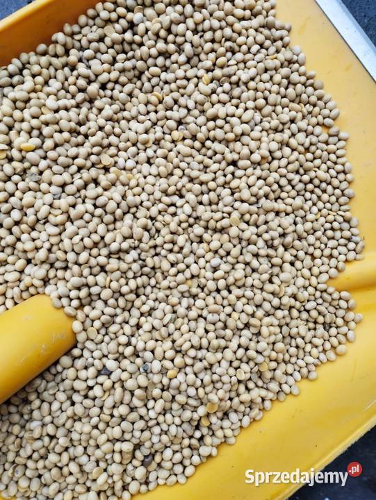 Soja Adelfia odmiana średnio wczesna wysoka Tarnów