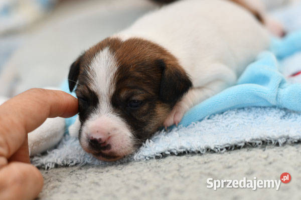 Jack Russell Terrier szczeniaczki FCI Kołątajew sprzedam