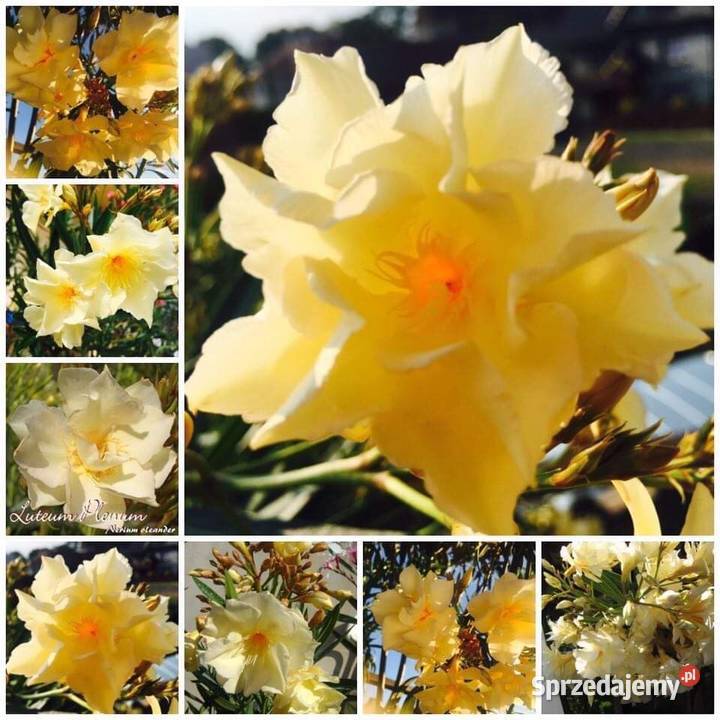 Szczepki okeander powinny zakwitnąć 2021 roku Brzeźnica