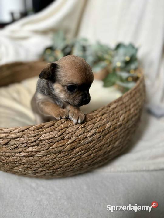 Suczka Chihuahua Brindle śląskie Częstochowa