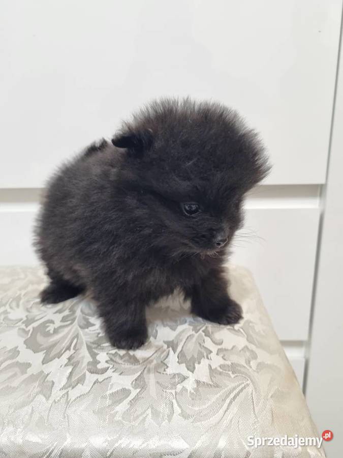 Szpic miniaturowy szczenięta Wieruszew