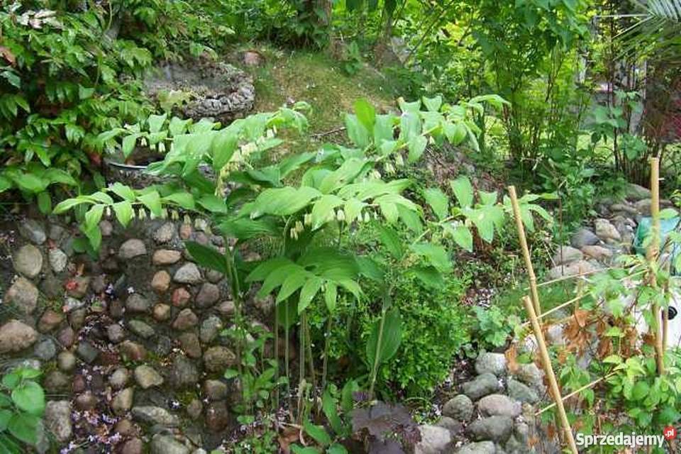 Kokoryczka wielokwiatowa Polygonatum multiflorum Bydgoszcz