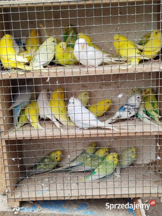 SprzedamZamienię Nimfy Faliste Bukowiec