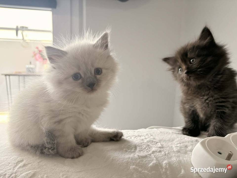 Kot Knurów sprzedam