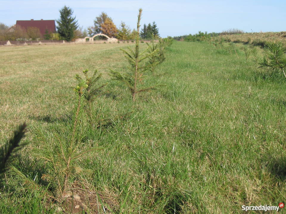Działka Waszulki wydane warunki zabudowy Nidzica Grunty i działki sprzedam