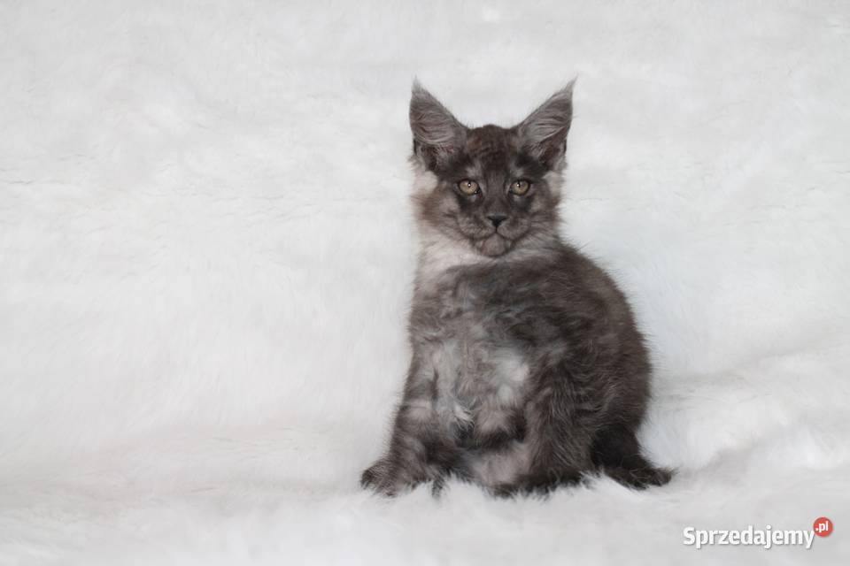 Kocurki Maine Coon behawiorysty Nowa Ruda