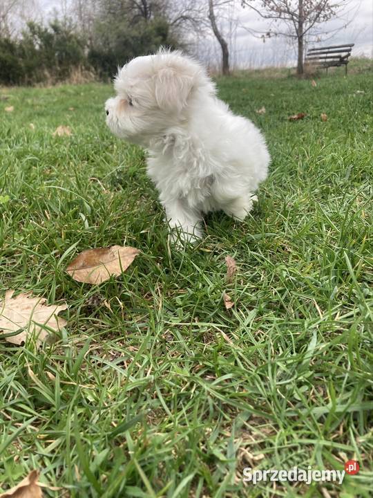 Maltańczyk piesek Raczyce