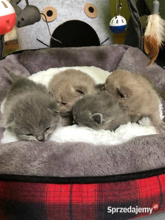 Kotek kotki Kot Brytyjski rodowodowy liliowe Paczkowo sprzedam